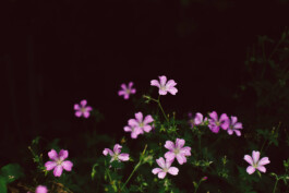 Waldorfkindergarten Bochum-Wattenscheid