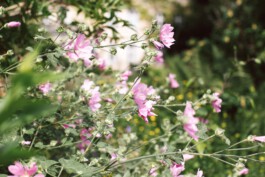 Waldorfkindergarten Bochum-Wattenscheid