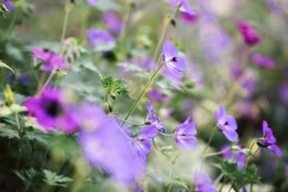 Waldorfkindergarten Bochum-Wattenscheid